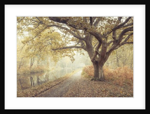 Canal through forest by Assaf Frank